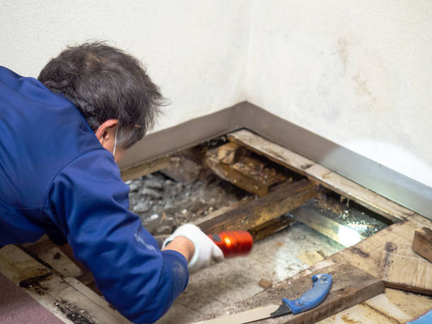 Best Attic Mold Removal  in La Paloma, TX