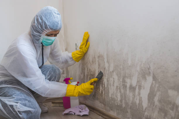 Best Black Mold Removal  in La Paloma, TX