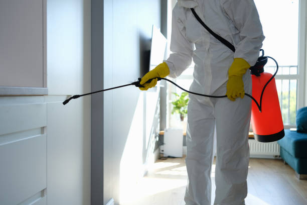 Best Office Mold Removal Services  in La Paloma, TX