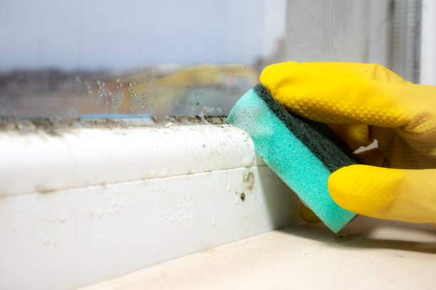 Reliable La Paloma, TX Mold Removal Solutions