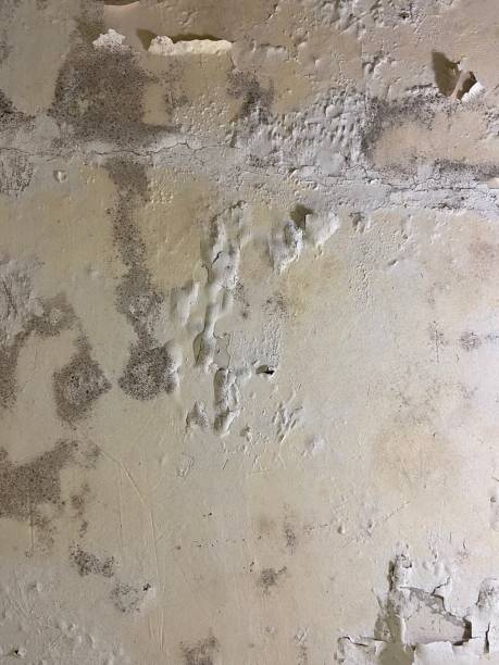 Best Home Mold Removal  in La Paloma, TX