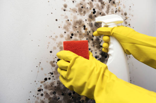 Best Fast Mold Removal  in La Paloma, TX
