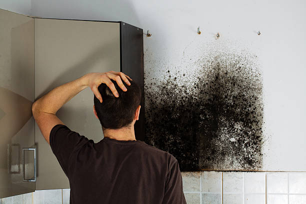 Best Mold Removal Company Near Me  in La Paloma, TX