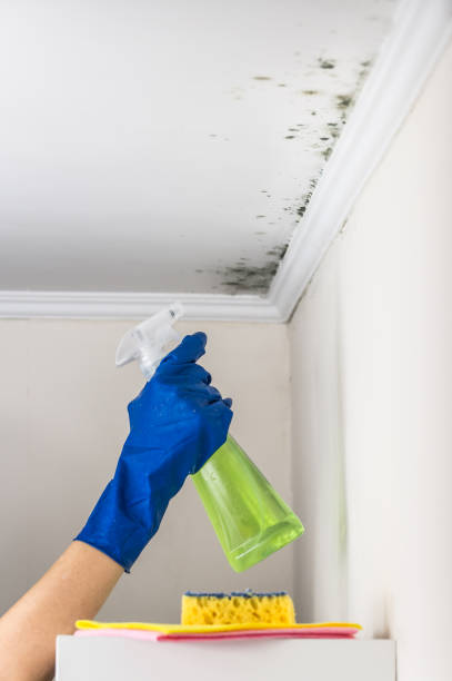 Best Mold Testing  in La Paloma, TX